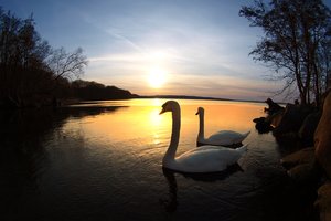 Swans in sunset: A pair of swans posing in the sunset