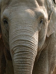 Elephant: Elephant in ZOO - using an old, russian lens (Jupiter 37A)