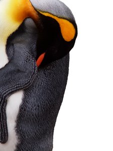 Sleeping penguin: Sleeping penguin, isolated with white background