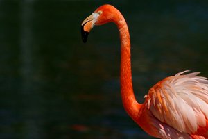 Flamingo: Flamingo bird, Phoenicopterus, in front of water.