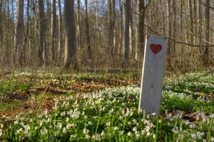 Heart of spring - HDR: Spring forest with the mark of a trail using a heart to signify health. The image is HDR.