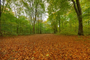 Forest bed in autumn - HDR: Forest bed covered with autumn colored leafs. The image is HDR.
