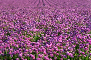 Chives in blossom: Field of chives in blossom.