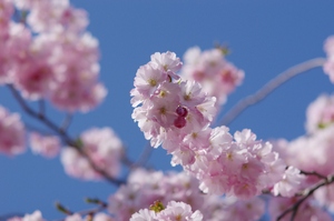 Sakura - cherry blossom: Sakura - cherry blossom with blue sky as background