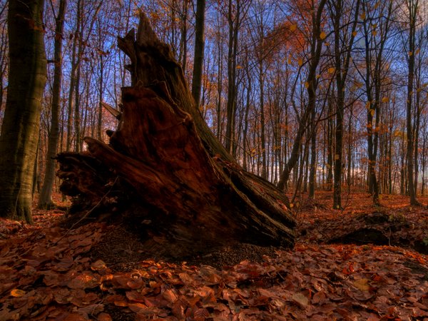 Autumn root - HDR: The rest of a root from a tree in a autumn dressed forest. The picture is HDR
