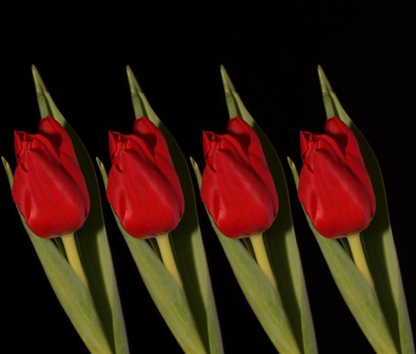 Four red tulips: Four red tulips lined up with black background.