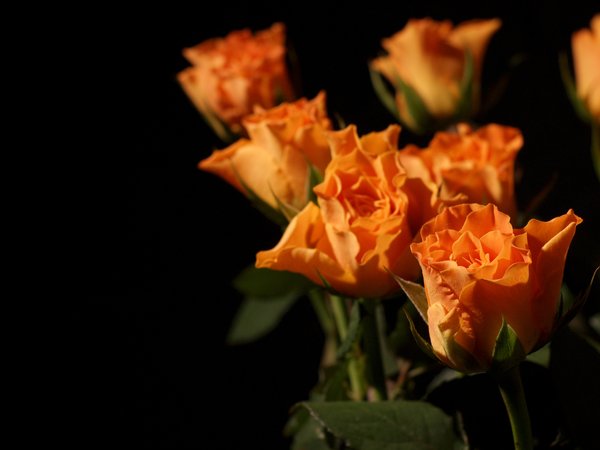 Hãy chiêm ngưỡng vẻ đẹp trong trẻo, nhẹ nhàng của hoa hồng cam từng cánh như lụa tơ của mùa xuân, dịu dàng, nữ tính đến bất ngờ. Hãy thưởng thức hình ảnh và để trái tim bạn được hòa cùng cảm xúc của hoa hồng cam.