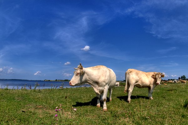 Cattle - HDR: Cattle on a meadow. The picture is HDR.