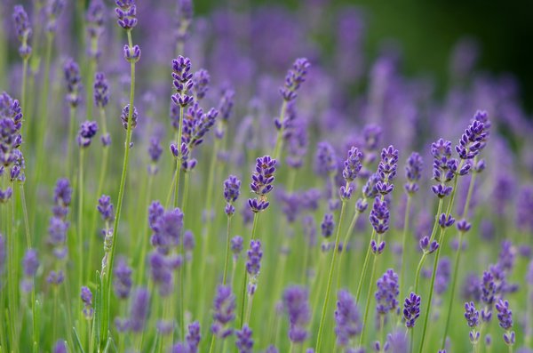 Lavendel in bloei: 