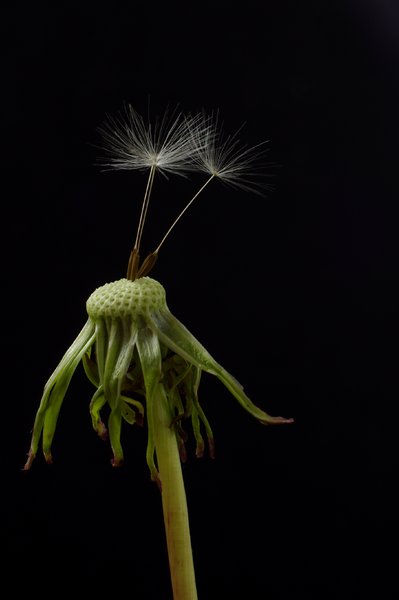 Dandelion: Isolated dandelion stem with 3 seeds.