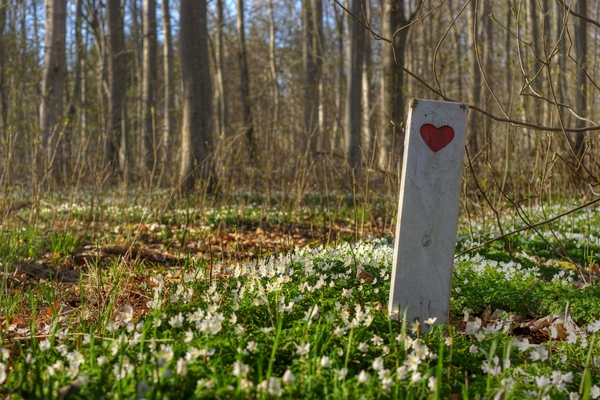 Heart of spring - HDR: Spring forest with the mark of a trail using a heart to signify health. The image is HDR.