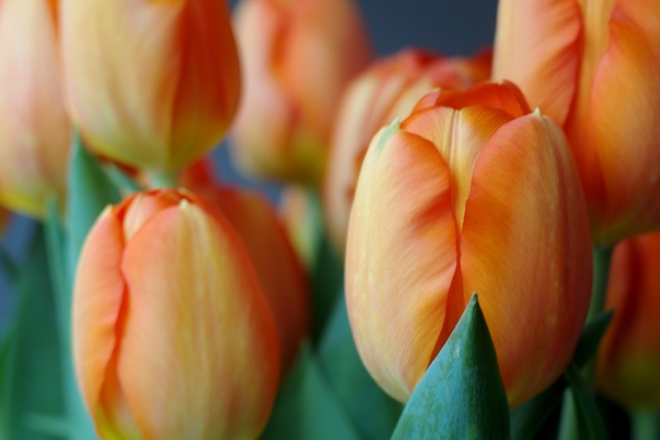 Tulips, close up: Close up photo of a bunch of tulips