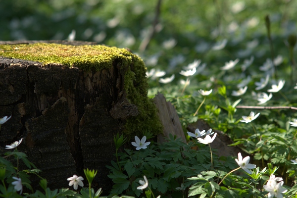 Stump and anemones: Stump and anemones on spring forest bed.