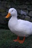 Village Ducks: Local Duck