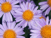 flowers: violet flowers with yellow middle