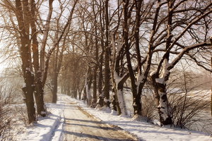 winter landscape: winter landscapes with snow and frost