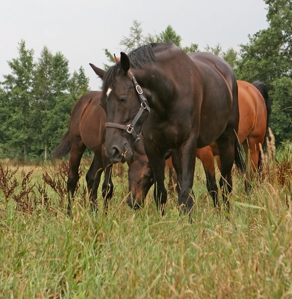 cavalos no pasto: 