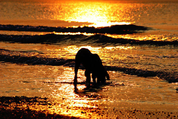 dog on the beach: dog drinking water