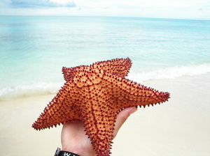 Sea Star: 