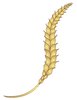 Wheat Strand: Wheat kernels on a strand