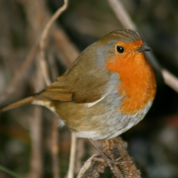 Robin: Robin in Winter