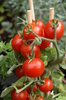 Tomatoes 1: Tomatoes