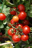 Tomatoes 2: Tomatoes
