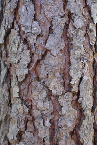 Tree bark: Tree bark