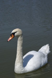 White swan in Paris: No description