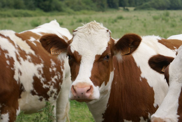 Cows: Cows