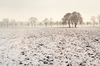 Trees in Foggy Winter Landscap: Snowy Fields with Trees in Mist