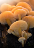 Mushrooms: Mushrooms on old Tree Trunk