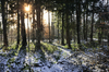Morning Sun in snowy Forest: Sunlight shining through Trees on a cold Winter Morning