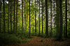 natural Bavarian forest: lovely light & fresh spring green