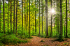 Natural Forest - Sunburst: Farytale Scene - Sunburst in natural Forest