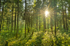 Fairytale Forest - Sunburst: Sunburst in natural Spruce Forest - Fairytale Mood