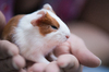 Baby Guinea Pig: Baby Guinea Pig sitting in Hands