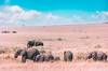 Elephants in Masai Mara: Elephants in Kenya, analogue Film Shot from 1995, Minolta 7000 AF with Minolta AF 70-210 Beercan