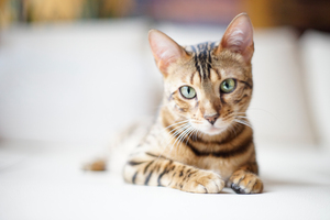 Bengal Cat relaxing on sofa: Young female Bengal Cat relaxing on Sofa, quite overexposed Picture, natural Light, Sony Alpha a 99 at 1600 ISO