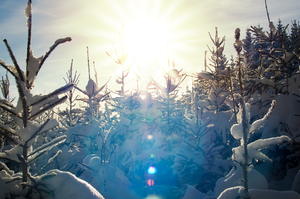 Sunburst in snowy Spruce Fores: Winter Sunburst in snowy Spruce Forest