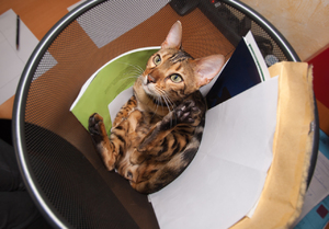 Bengal Cat playing in Recycle : Funny Snapshot of a Bengal Cat playing in Recycle Bin
