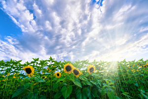 Sunflower Field: Sunflower Field with setting Sun in Background, nice Sunburst and Sunbeams