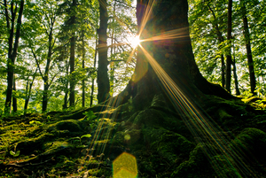 Natural Forest - Sunburst: Trunk of an big old Beech Tree with strong Roots in the Foreground, Sunburst behind the Trunk