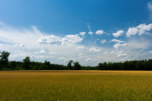Fields and blue Sky: 