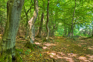 Forest Path - Fairytale Forest: 