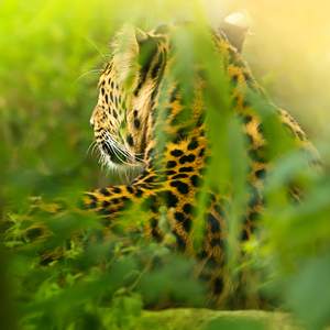 Leopard in Jungle: Leopard hidden in green Leaves