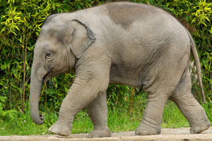 Baby Elephant walking: One year old Elephant - Ludwig - walking