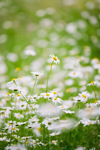 White Daisies in Meadow: Lots of white daisies in Meadow - green Field