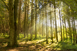 Forest Sunburst: Sun shining into lush green Forest
