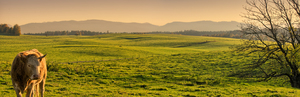 Meadows and Mountain Panorama : View over saturated green Meadows to the Mountains, Bull in Foreground, Sunset
